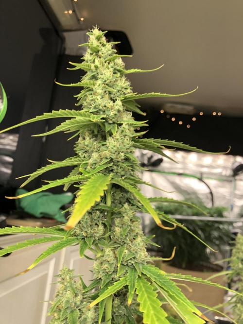 Purple Mimosa XL Auto Indoor Spring 26. Week 9