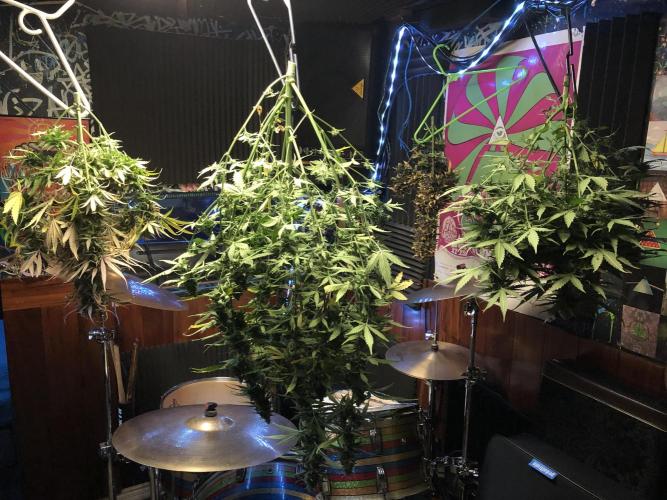 Purple Mimosa XL Auto Indoor Spring 26. Week 9
