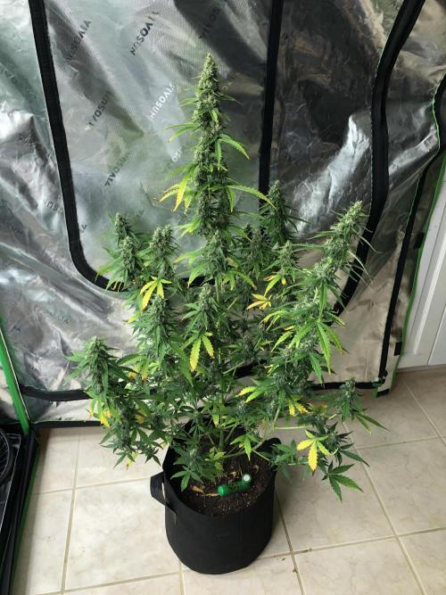 Purple Mimosa XL Auto Indoor Spring 26. Week 9