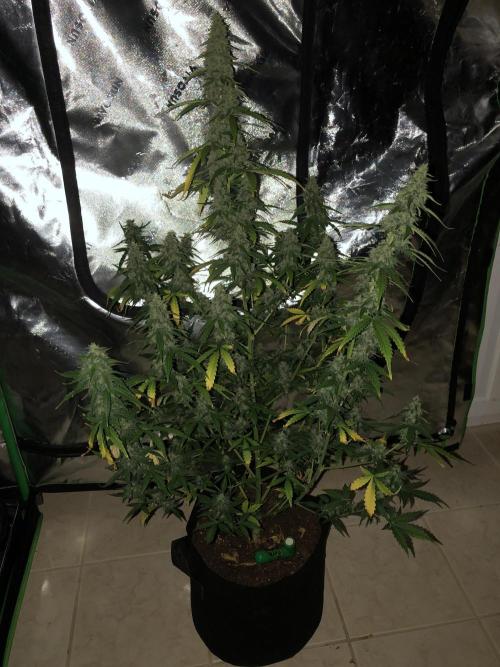 Purple Mimosa XL Auto Indoor Spring 26. Week 9