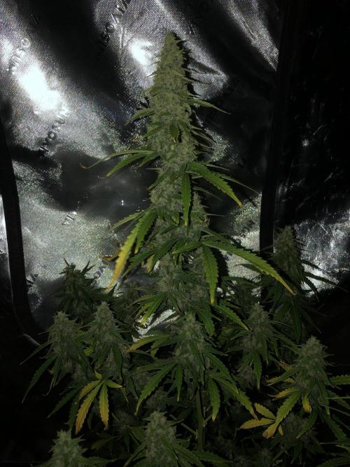 Purple Mimosa XL Auto Indoor Spring 26. Week 9