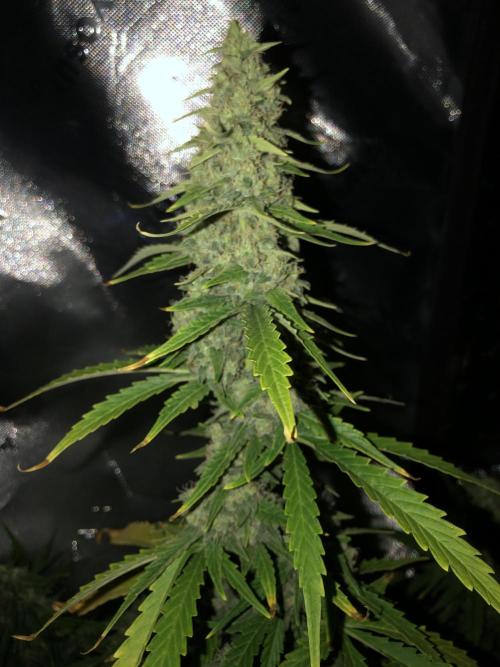 Purple Mimosa XL Auto Indoor Spring 26. Week 9
