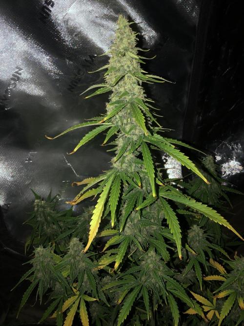 Purple Mimosa XL Auto Indoor Spring 26. Week 9