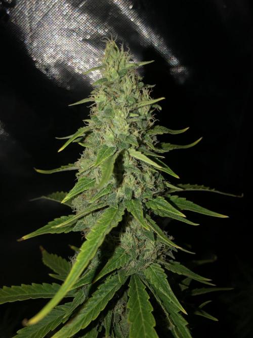 Purple Mimosa XL Auto Indoor Spring 26. Week 9