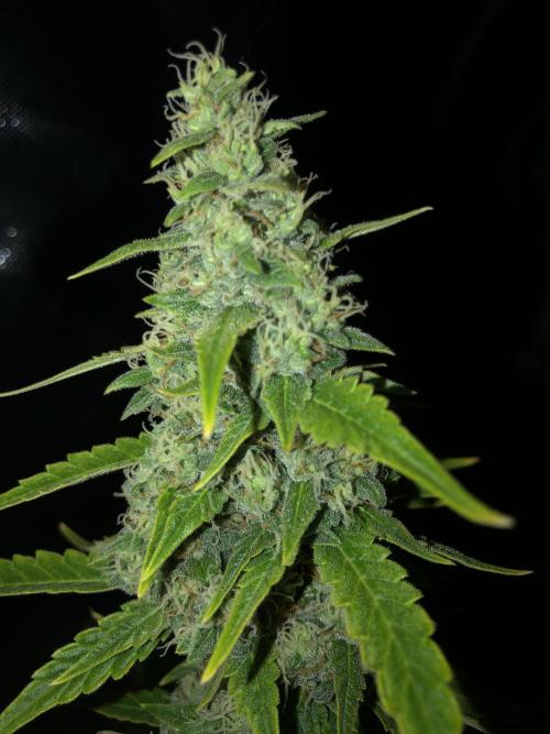 Purple Mimosa XL Auto Indoor Spring 26. Week 9