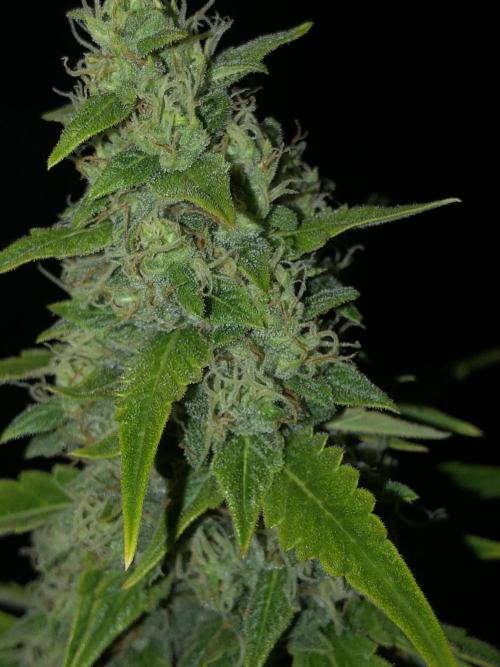 Purple Mimosa XL Auto Indoor Spring 26. Week 9