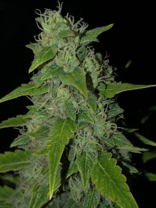 Purple Mimosa XL Auto Indoor Spring 26. Week 9