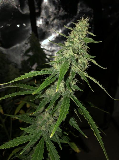 Purple Mimosa XL Auto Indoor Spring 26. Week 9