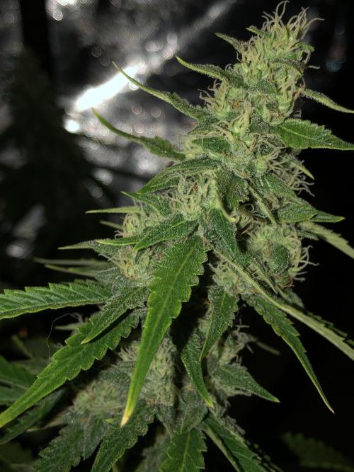 Purple Mimosa XL Auto Indoor Spring 26. Week 9