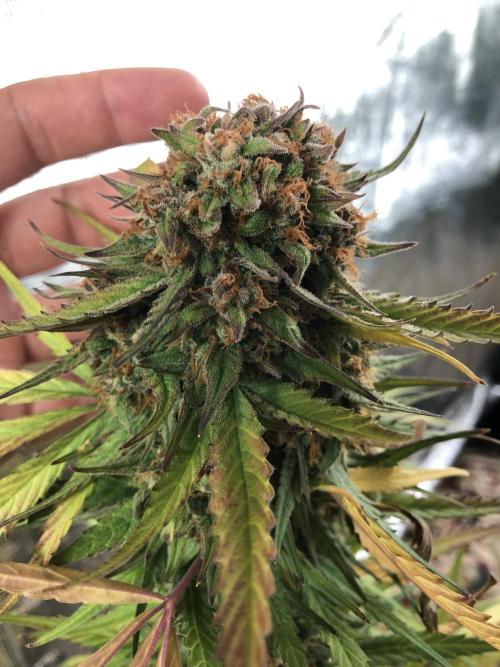 Auto Pablo Escobar Indoor Spring 26. Week 9