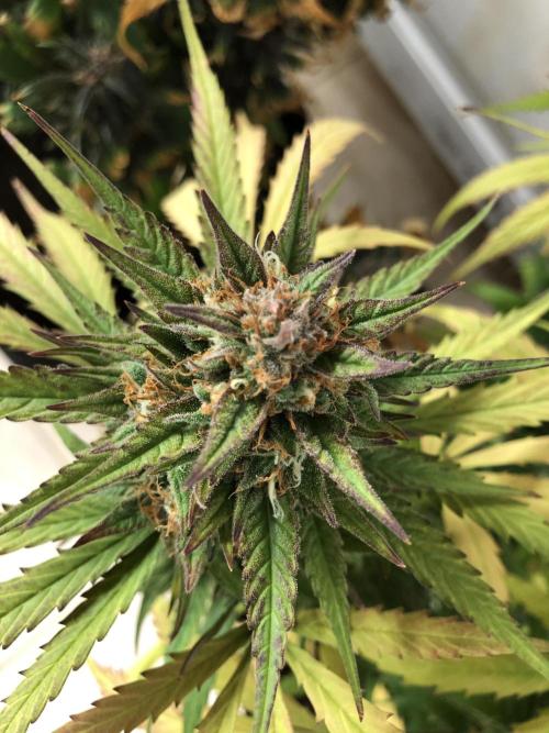 Auto Pablo Escobar Indoor Spring 26. Week 9