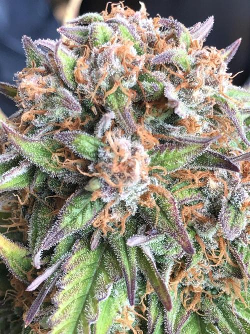 Auto Pablo Escobar Indoor Spring 26. Week 9