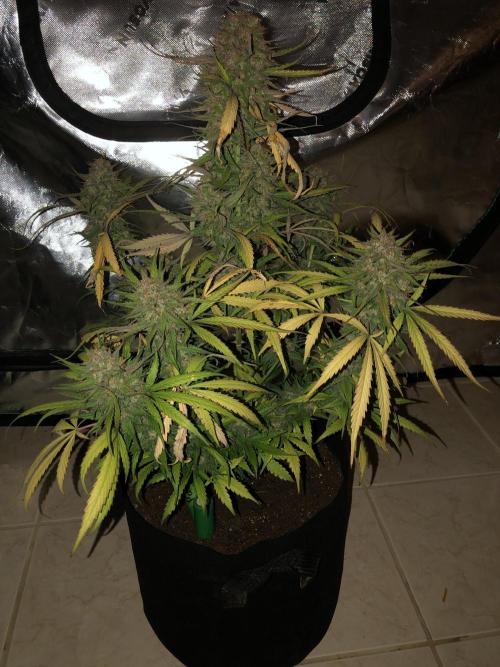 Auto Pablo Escobar Indoor Spring 26. Week 9