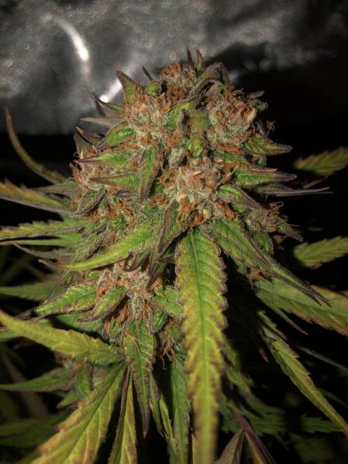 Auto Pablo Escobar Indoor Spring 26. Week 9
