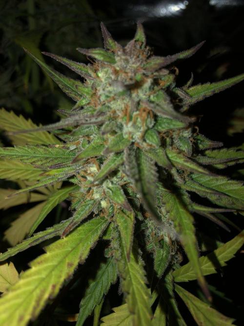 Auto Pablo Escobar Indoor Spring 26. Week 9