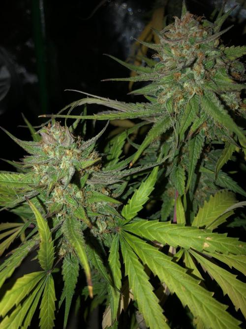 Auto Pablo Escobar Indoor Spring 26. Week 9
