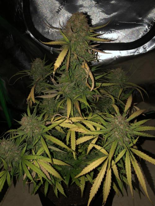 Auto Pablo Escobar Indoor Spring 26. Week 9