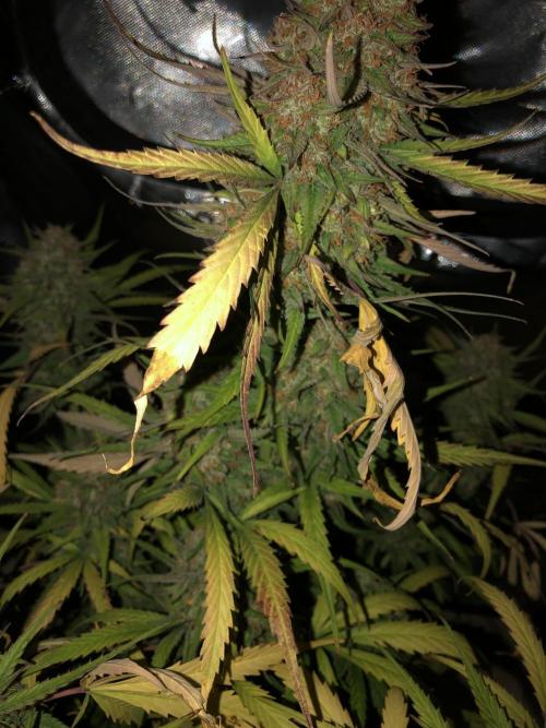 Auto Pablo Escobar Indoor Spring 26. Week 9