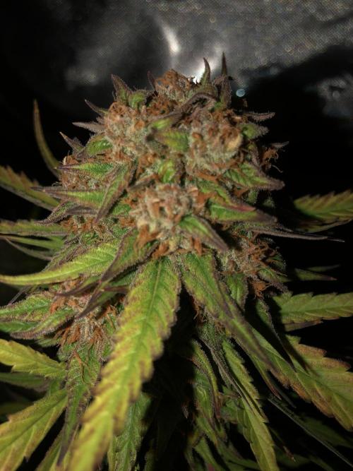 Auto Pablo Escobar Indoor Spring 26. Week 9