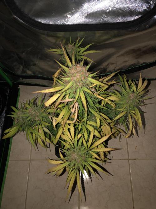 Auto Pablo Escobar Indoor Spring 26. Week 9