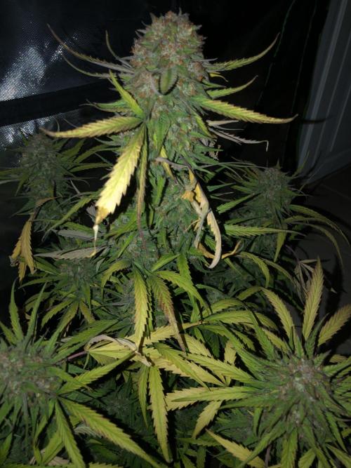 Auto Pablo Escobar Indoor Spring 26. Week 9