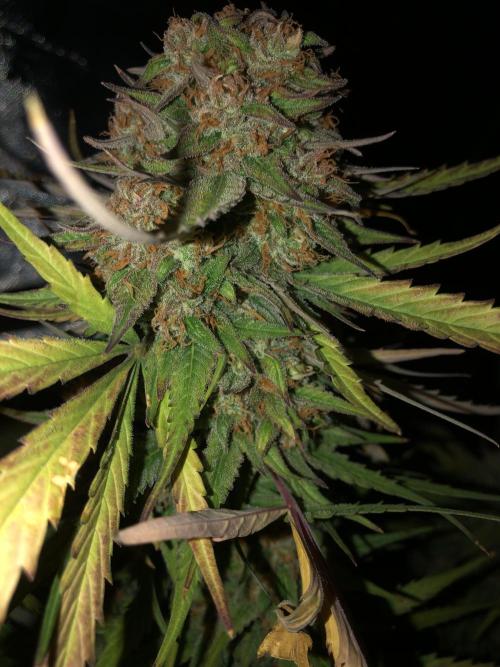 Auto Pablo Escobar Indoor Spring 26. Week 9