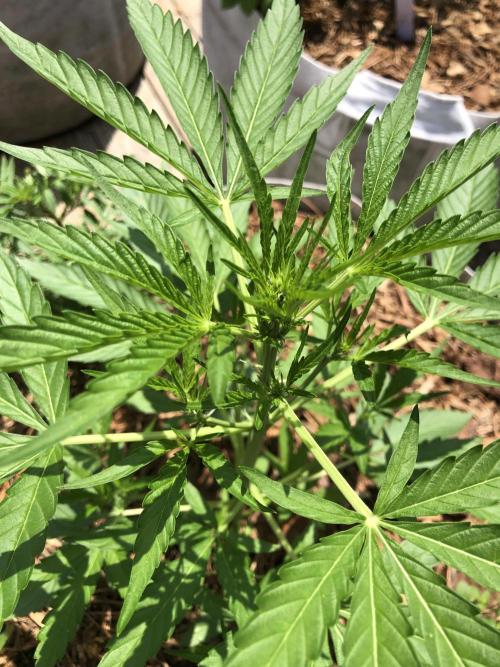 Pine Auto Outdoor Spring 26'. Week 3