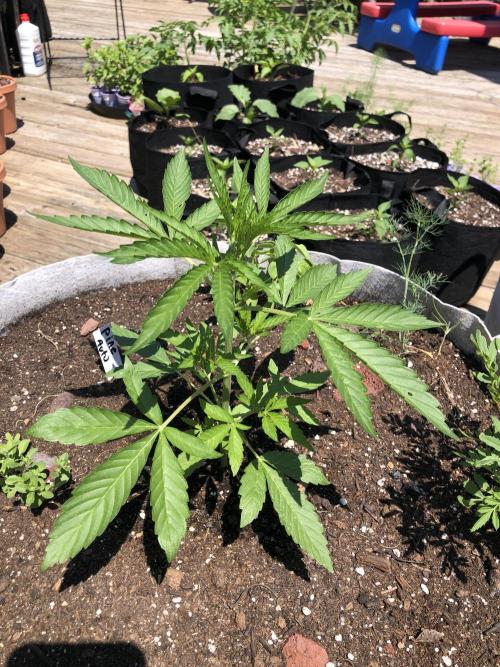Pine Auto Outdoor Spring 26'. Week 3