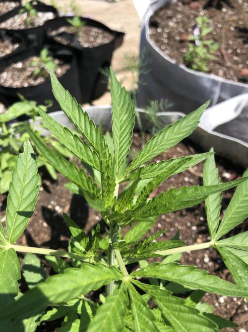 Pine Auto Outdoor Spring 26'. Week 3