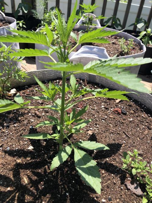 Pine Auto Outdoor Spring 26'. Week 3