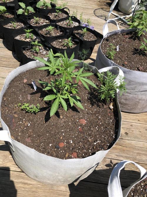 Pine Auto Outdoor Spring 26'. Week 3