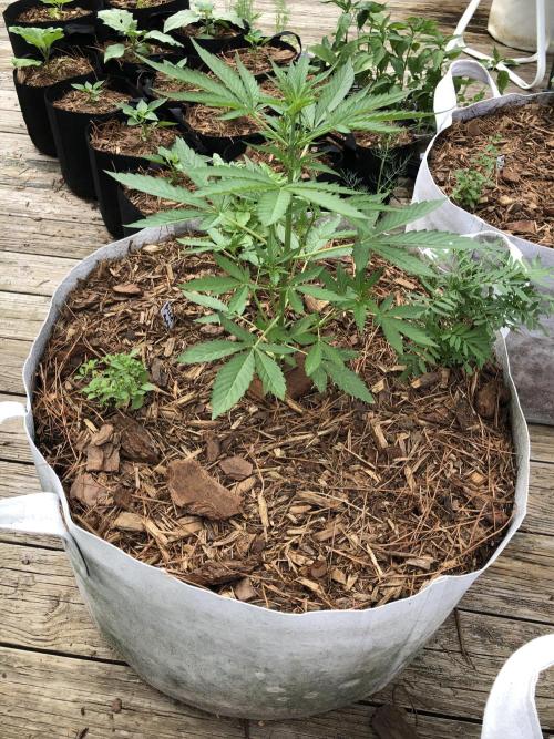 Pine Auto Outdoor Spring 26'. Week 3
