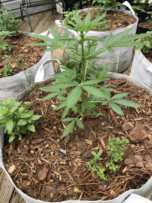 Pine Auto Outdoor Spring 26'. Week 3