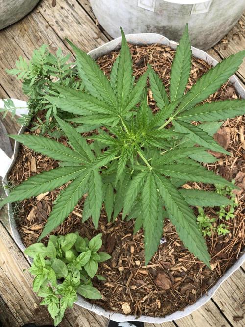 Pine Auto Outdoor Spring 26'. Week 3