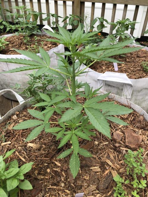 Pine Auto Outdoor Spring 26'. Week 3