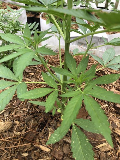 Pine Auto Outdoor Spring 26'. Week 3