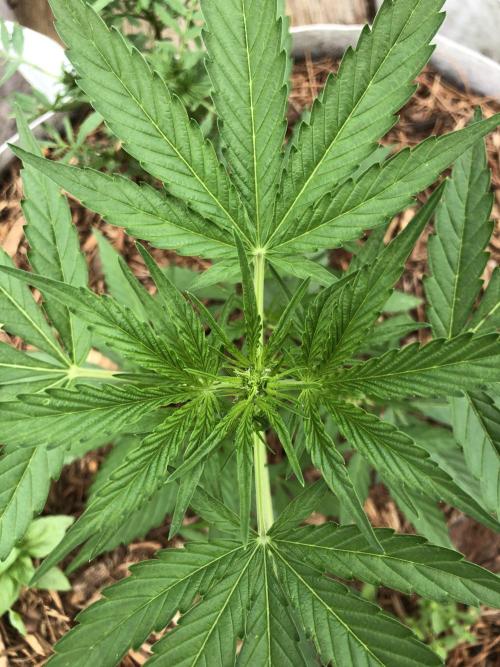 Pine Auto Outdoor Spring 26'. Week 3