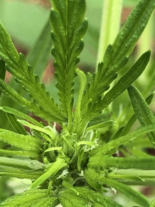 Pine Auto Outdoor Spring 26'. Week 3