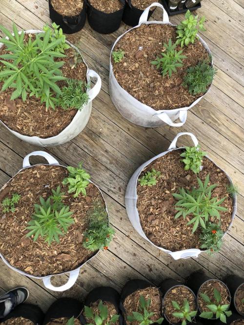 Pine Auto Outdoor Spring 26'. Week 3