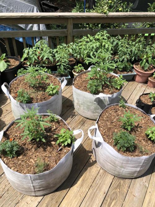 Pine Auto Outdoor Spring 26'. Week 3