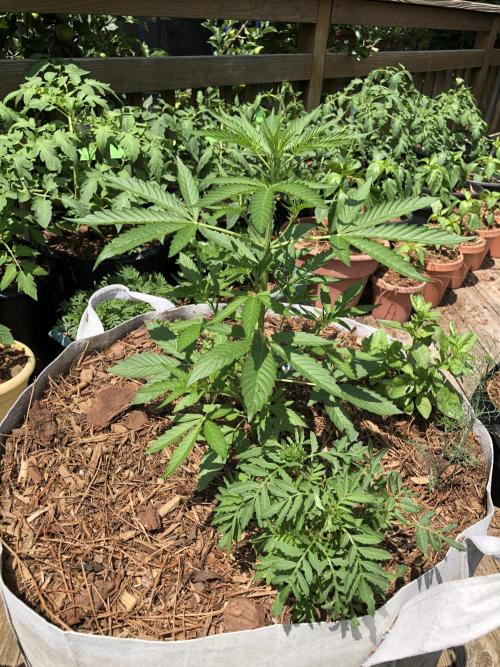 Pine Auto Outdoor Spring 26'. Week 3