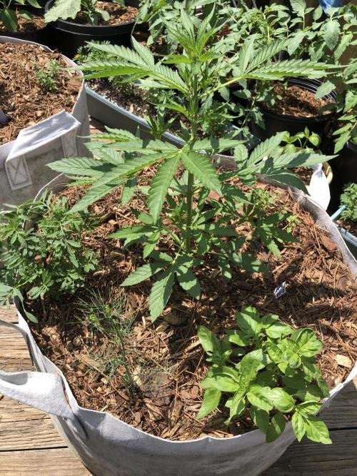 Pine Auto Outdoor Spring 26'. Week 3