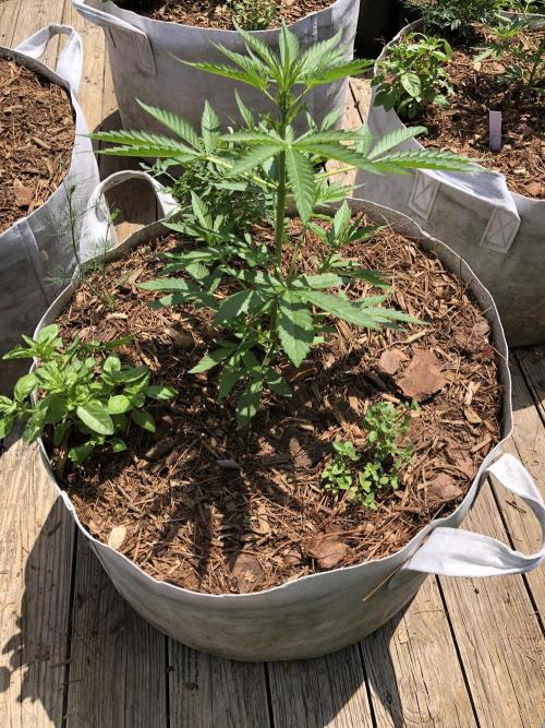 Pine Auto Outdoor Spring 26'. Week 3