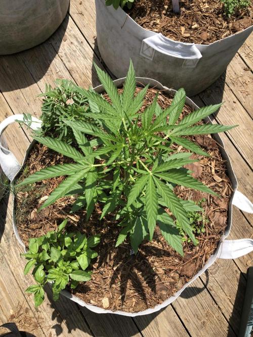 Pine Auto Outdoor Spring 26'. Week 3