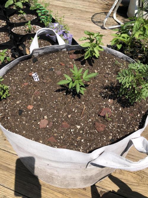 Big Jack Auto Outdoor Spring 26'. Week 3