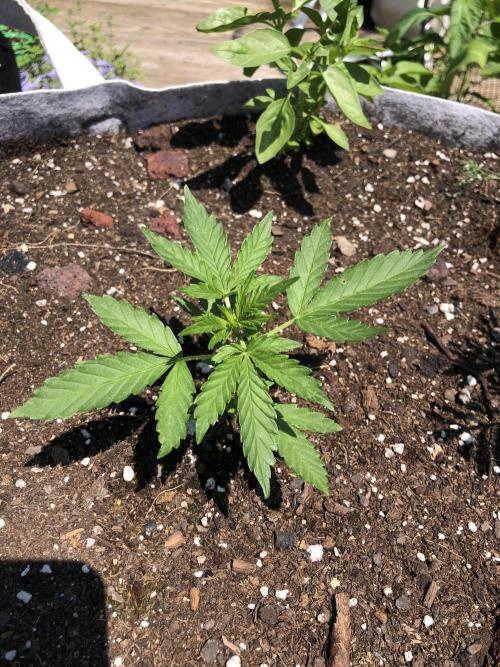 Big Jack Auto Outdoor Spring 26'. Week 3