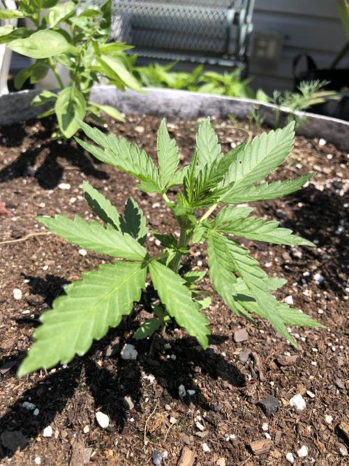 Big Jack Auto Outdoor Spring 26'. Week 3