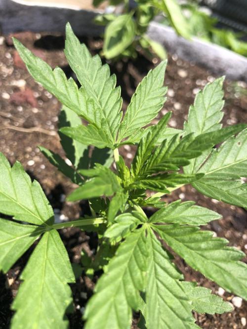 Big Jack Auto Outdoor Spring 26'. Week 3