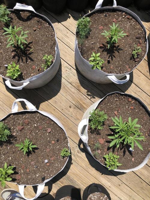 Big Jack Auto Outdoor Spring 26'. Week 3