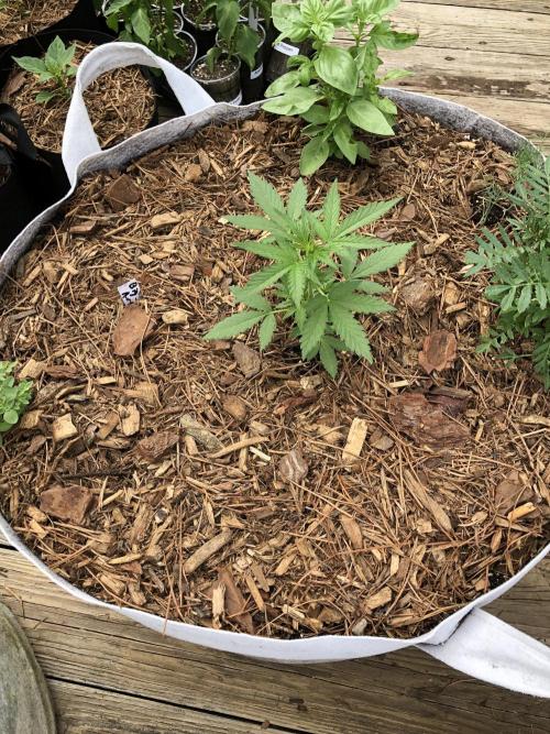 Big Jack Auto Outdoor Spring 26'. Week 3